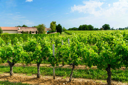 Zoom sur le Château Lestage