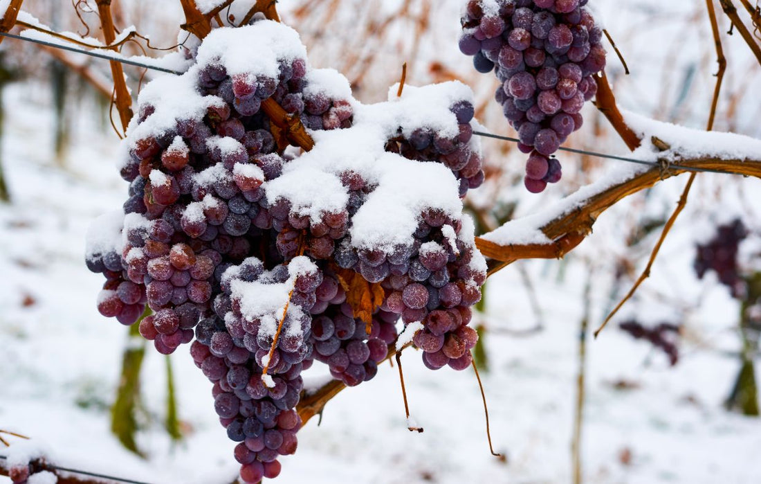Le vin de glace, c'est quoi ?