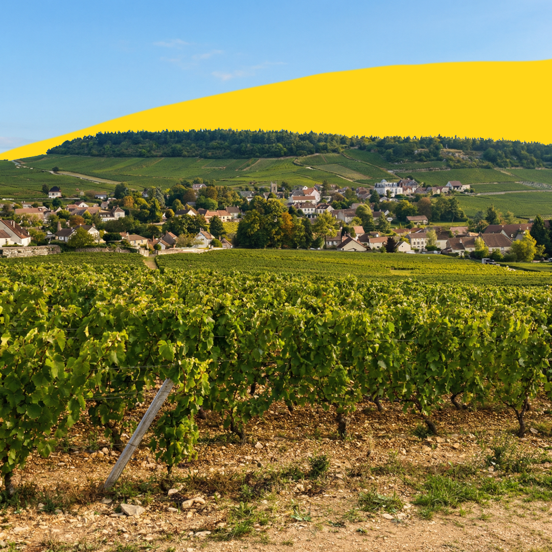Nos blancs de Bourgogne