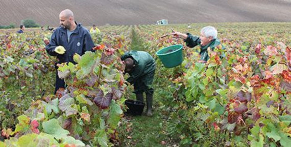 Champagne Bernard Gaucher