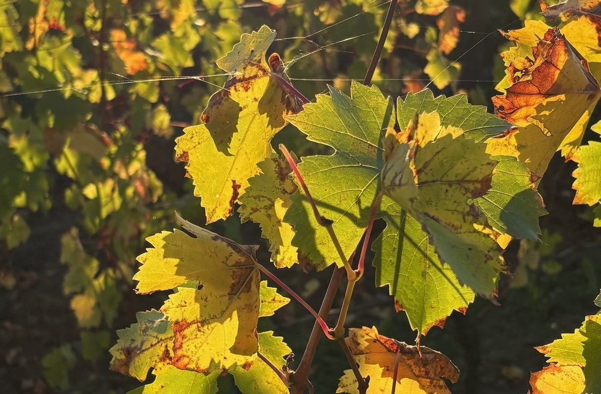Niellucciu
