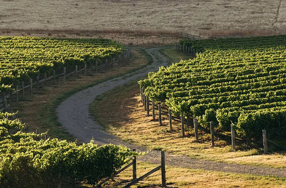Cloudy Bay Vineyards
