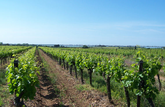 Domaine de la Causse