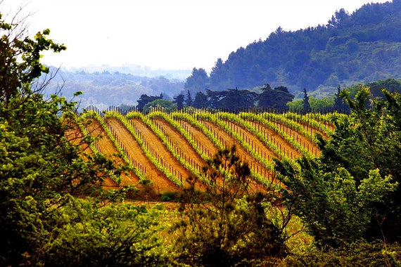 Domaine du Bosc