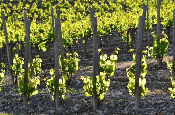 Domaine Espinasse