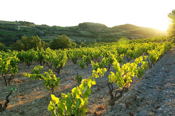 Domaine les Aphillanthes