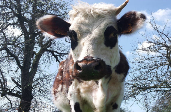 Ferme de l'Yonnière
