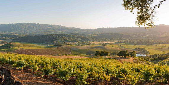 Kenwood Vineyards